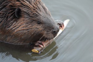 Nature is Awesome: A dental issue