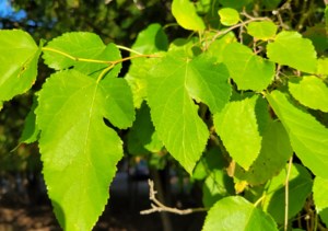 Garden Chat: More unusual trees surviving on the prairies