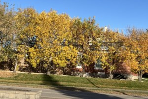 The colours of the season