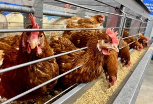 Manitoba confirms Canada’s first bird flu infections of fall