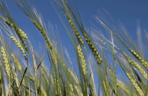 Farmers step in as federal role in variety breeding shrinks