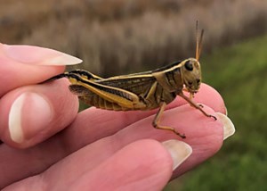 Saskatchewan crop pests could be back for more in 2027