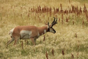 Nature is Awesome: A dental issue