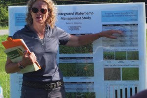 Don’t ‘revenge spray’ mature waterhemp, specialist says