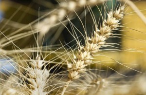 Cereal groups refund $3.1 million in checkoffs to growers annually