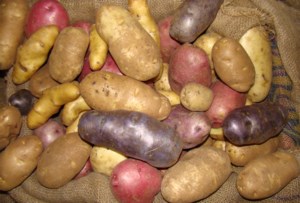 Garden Chat: Storing potatoes for the long winter