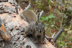 Nature is Awesome: Impressive paws