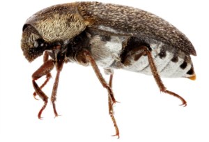 RSM Exhibit: Creepy crawly cleaners