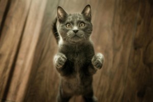 National Feral Cat Day today