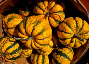Grow Your Own Future: Summer and winter squash