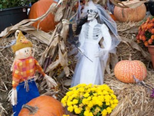 Grow Your Own Future: Pumpkins for the prairie garden