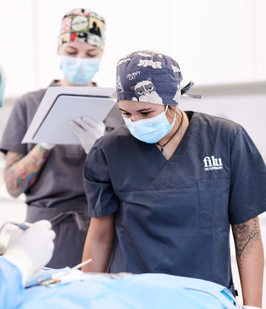 Tierärzte in Operationskleidung und Masken, eine trägt eine Mütze mit Grumpy Cat Motiv, während sie sich auf eine Operation konzentrieren.