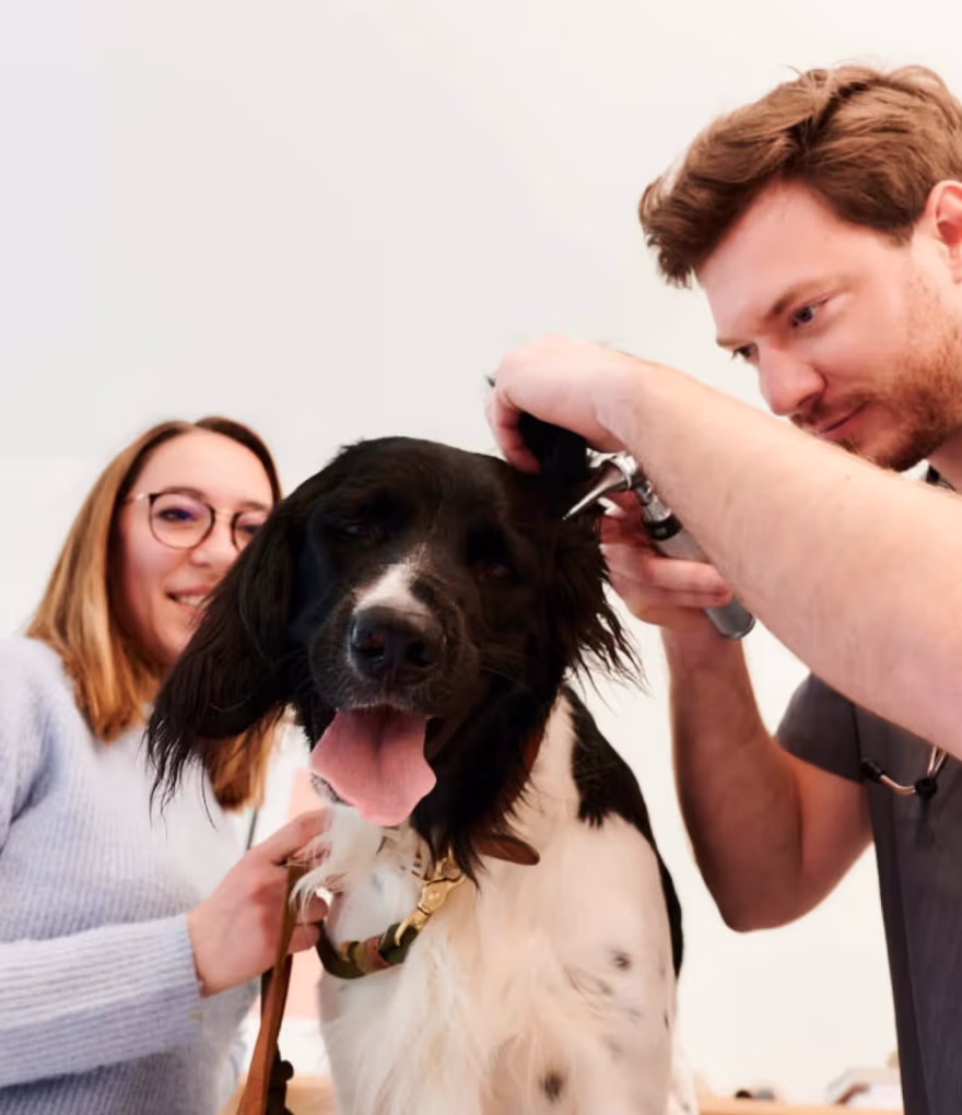 Ein Tierarzt untersucht mit einem Otoskop das Ohr eines großen schwarz-weißen Hundes, während eine Frau lächelnd den Hund hält.