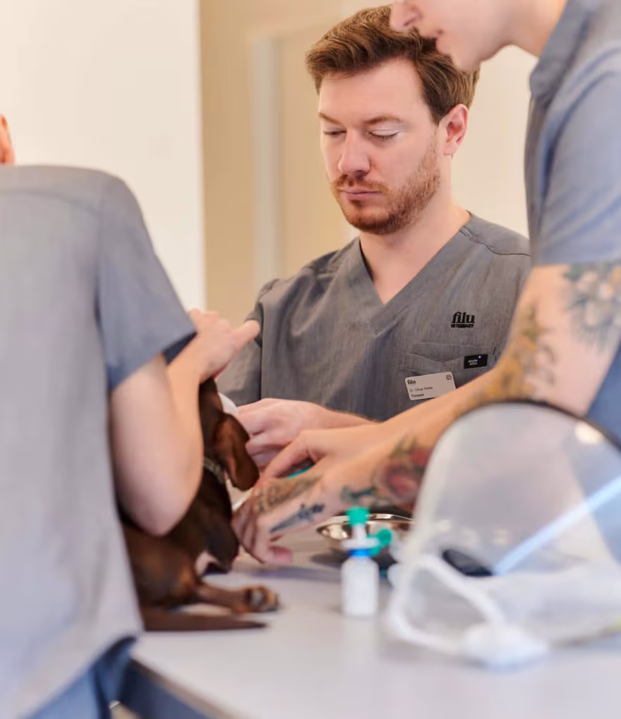 Tierärzte untersuchen einen kleinen Hund auf einem Behandlungstisch in einer Klinik.