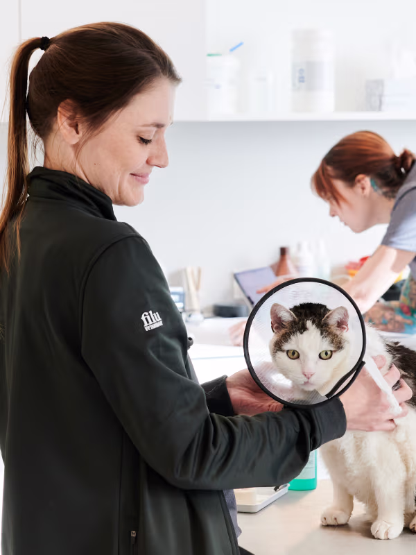 Frau hält eine weiße und braune Katze mit Halskragen in einer Tierklinik, im Hintergrund eine andere Person bei der Arbeit.
