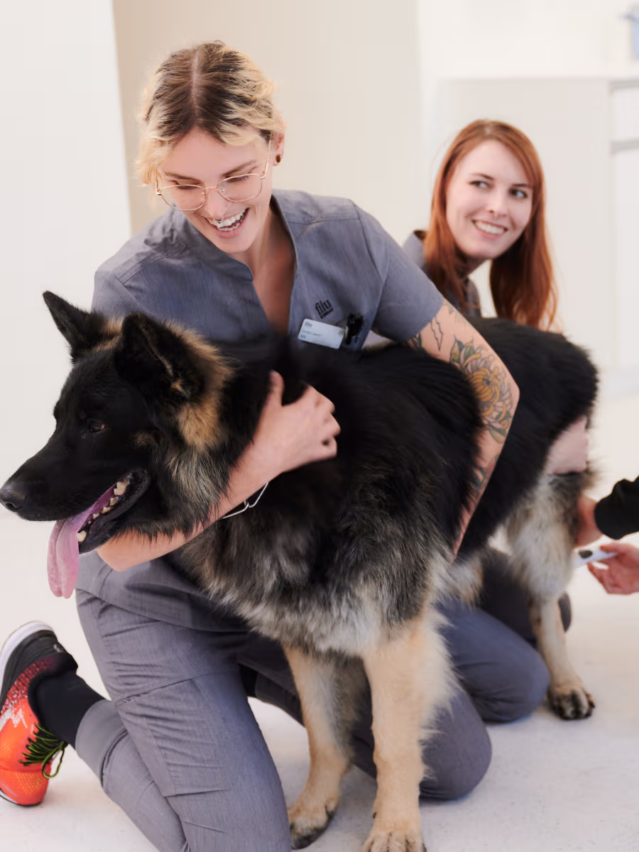 Zwei Tierärztinnen in grauen Uniformen kümmern sich um einen großen schwarzen und braunen Schäferhund.