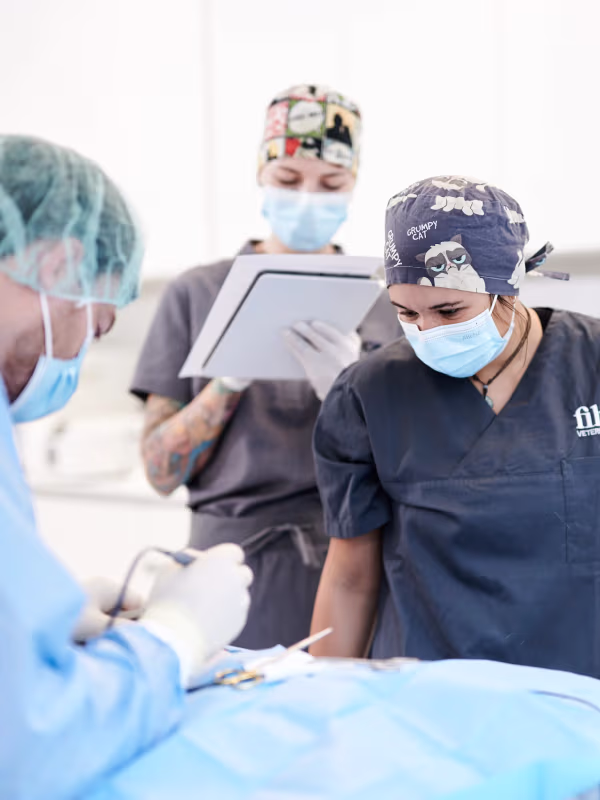 Drei Tierärzte mit Masken, während einer Operation in einem Behandlungsraum.