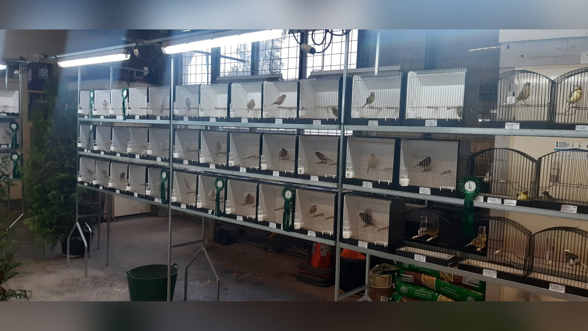 Eerste Flakkeese Vogelvereniging organiseert Bijzondere Tentoonstelling