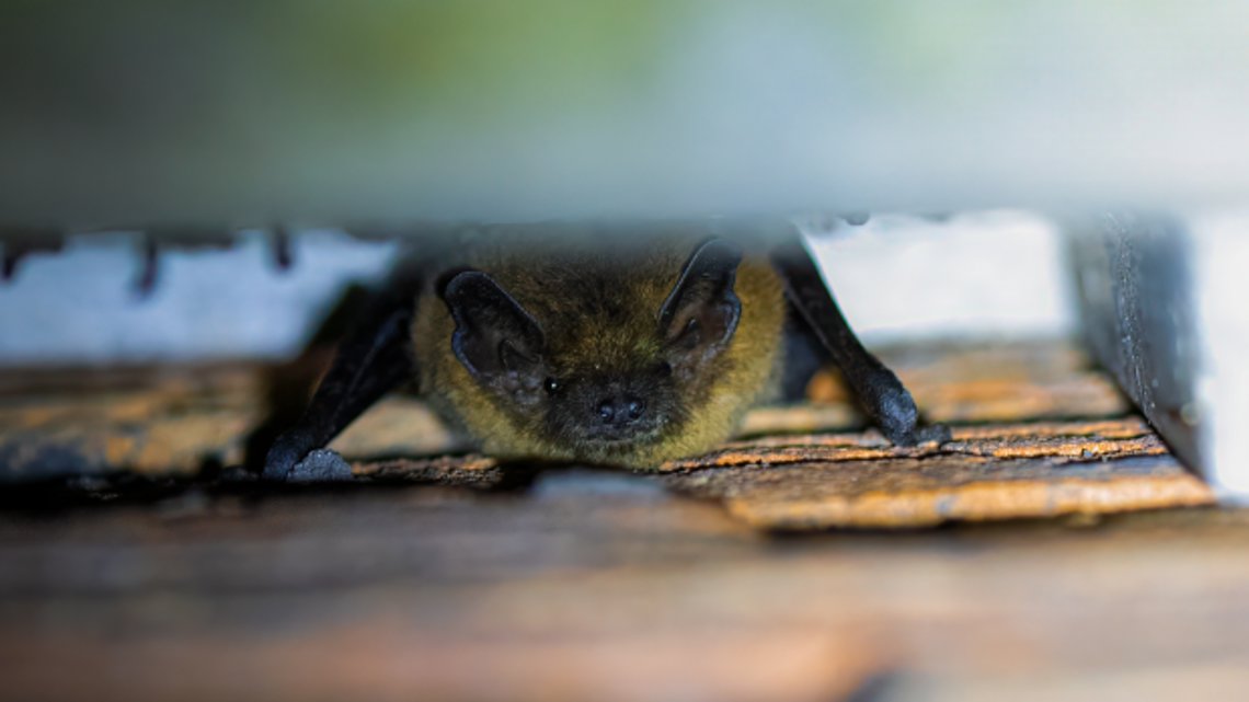 Gemeente werkt aan plan voor natuurvriendelijke verduurzaming