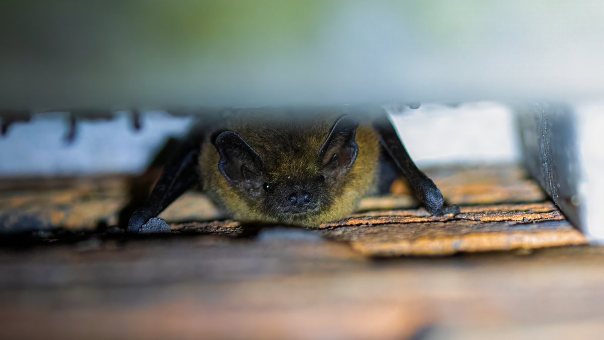 Natuur en isolatie in balans: start onderzoek voor soortenmanagementplan