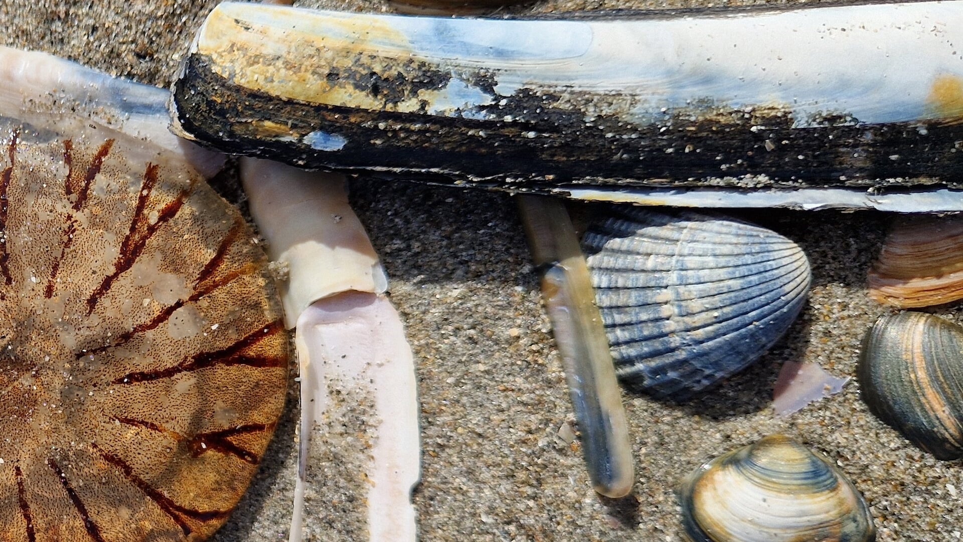 Schelpenteldag op de Kwade Hoek