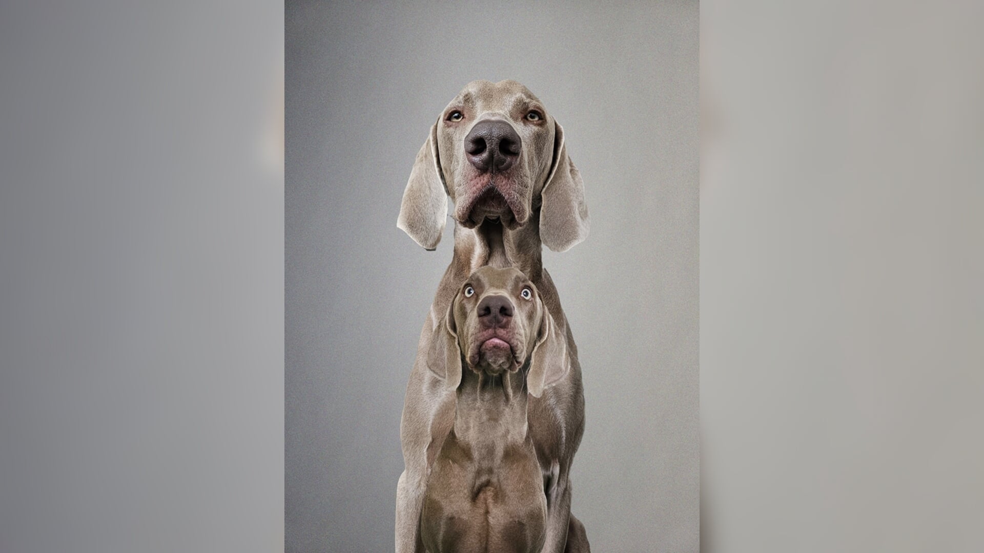 Dubbelslag voor Dirkslandse fotografe Anne-Marie Vermaat