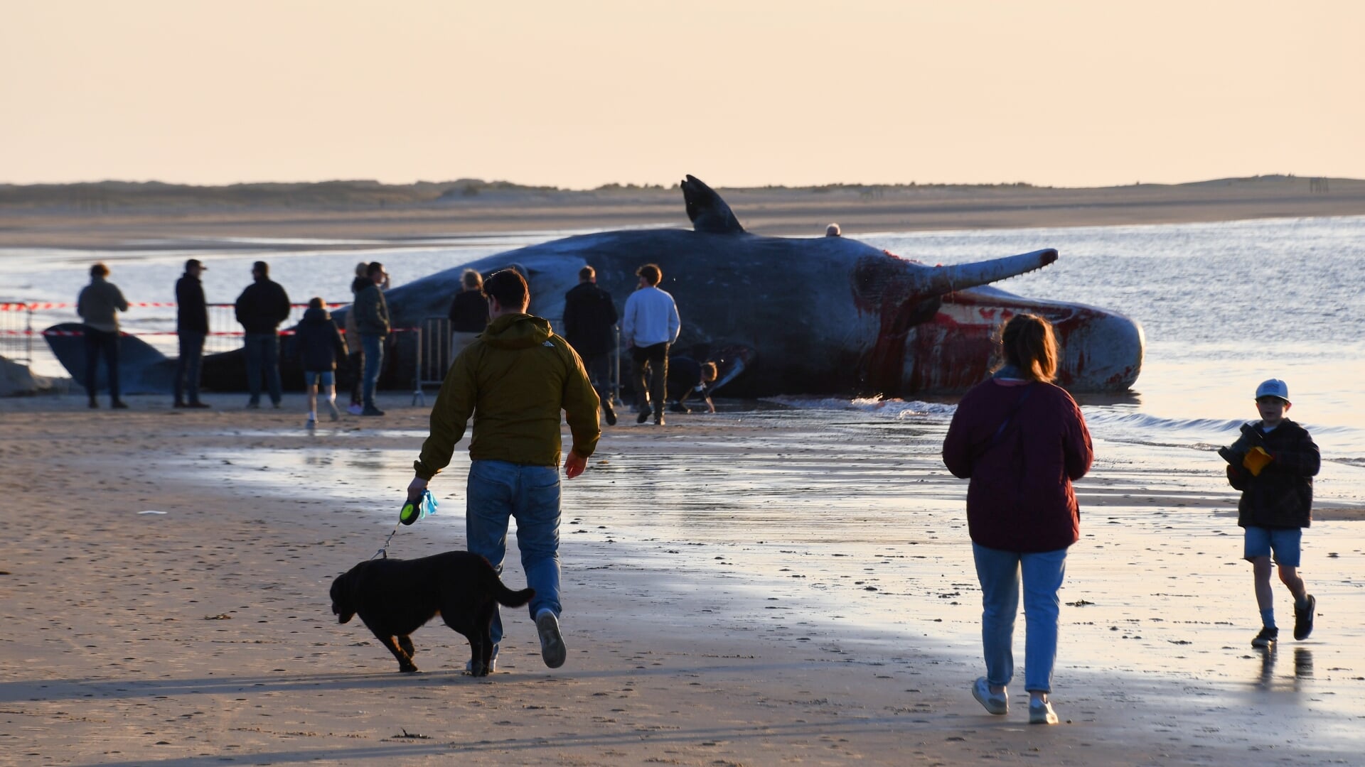Potvis aangespoeld op strand van Renesse
