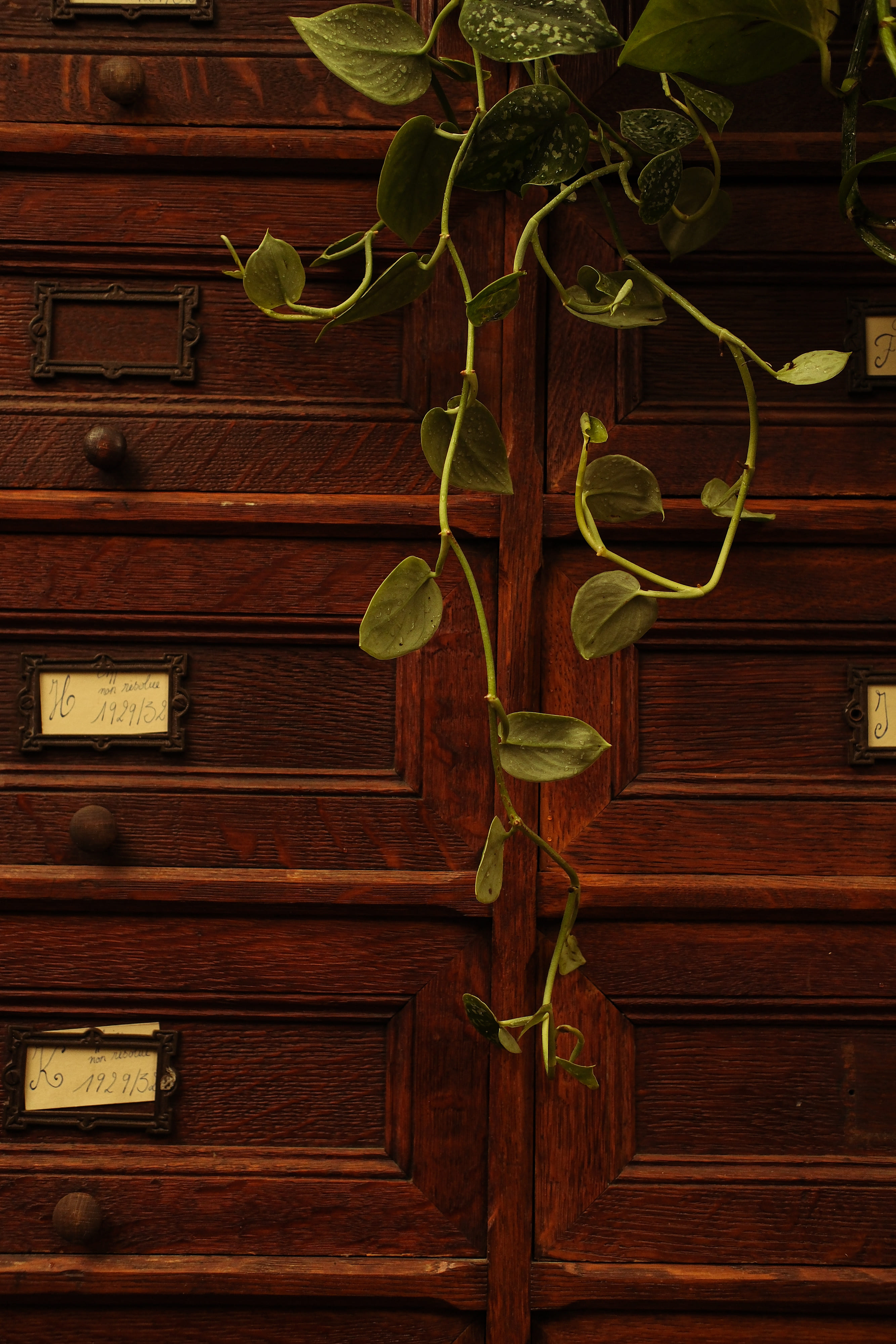 plante sur fond de meuble en bois ancien