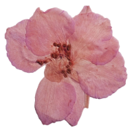 day mode button toggle