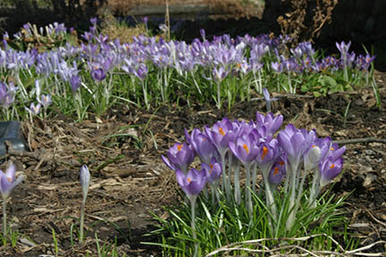 First signs of Spring.