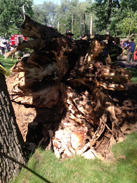 Root rot, which is very evident in the photo, caused this giant tree in East Rochester to fall.