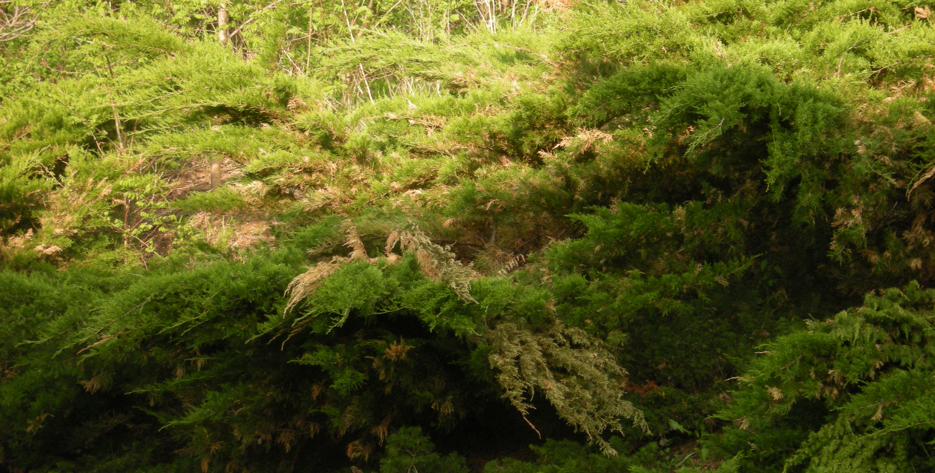 Winter Dieback