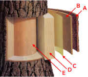 Illustration courtesy of ArborDay.org