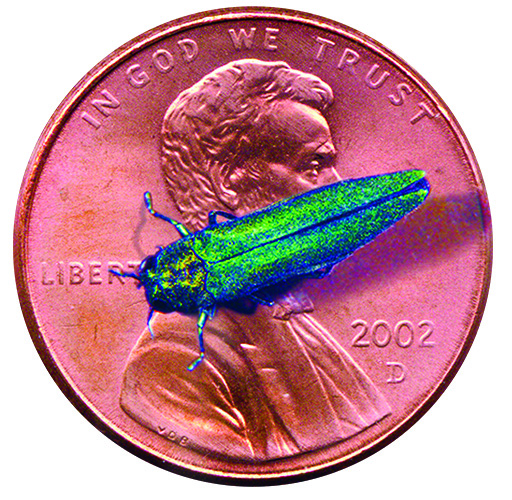 EAB On Penny (LR)