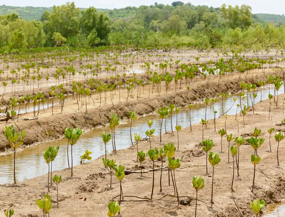 Field workers planting young mangroves