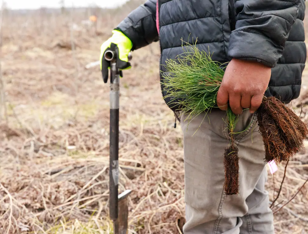 Volunteers planting a tree in the United States