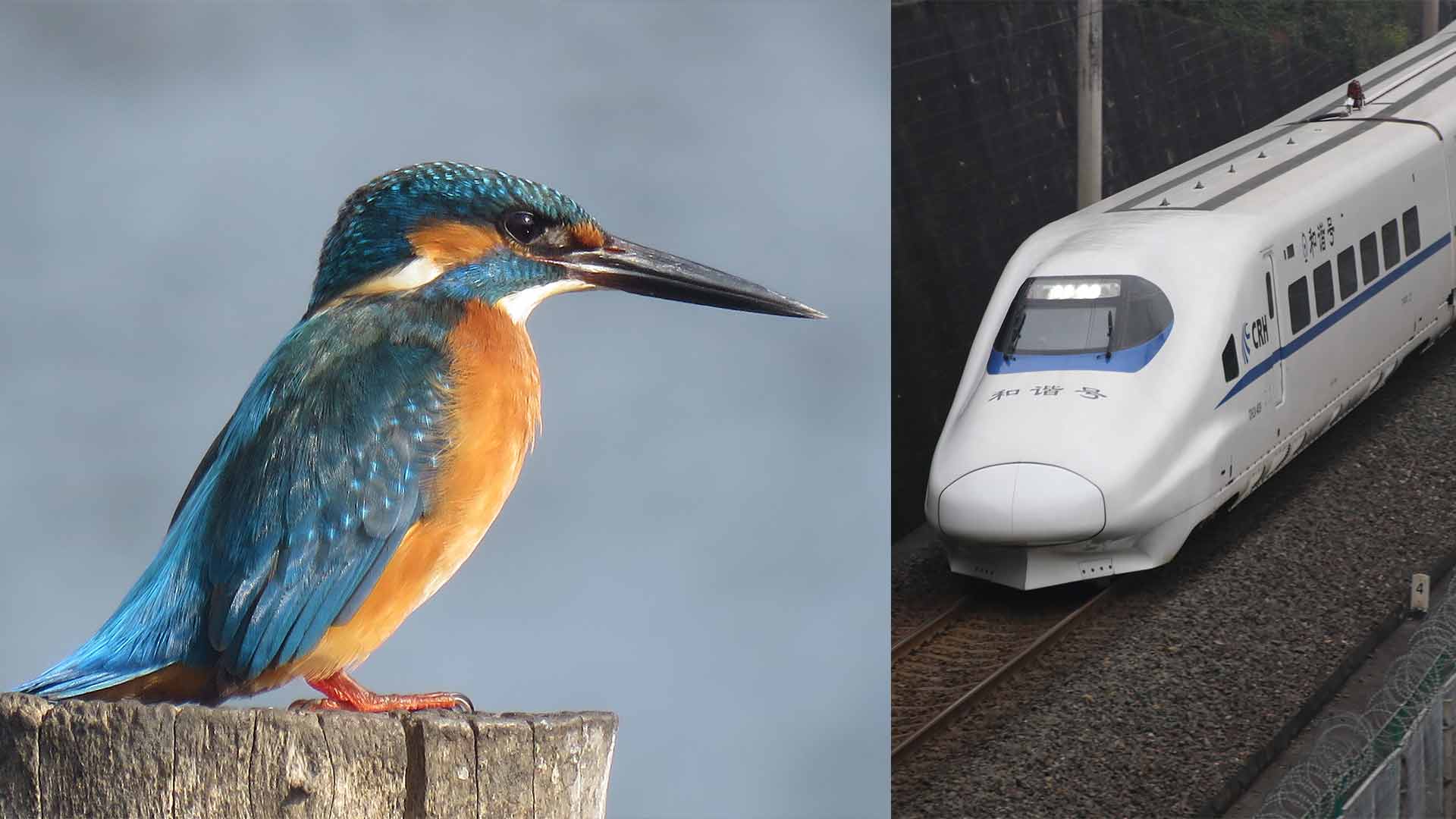 Bullet train - Kingfisher