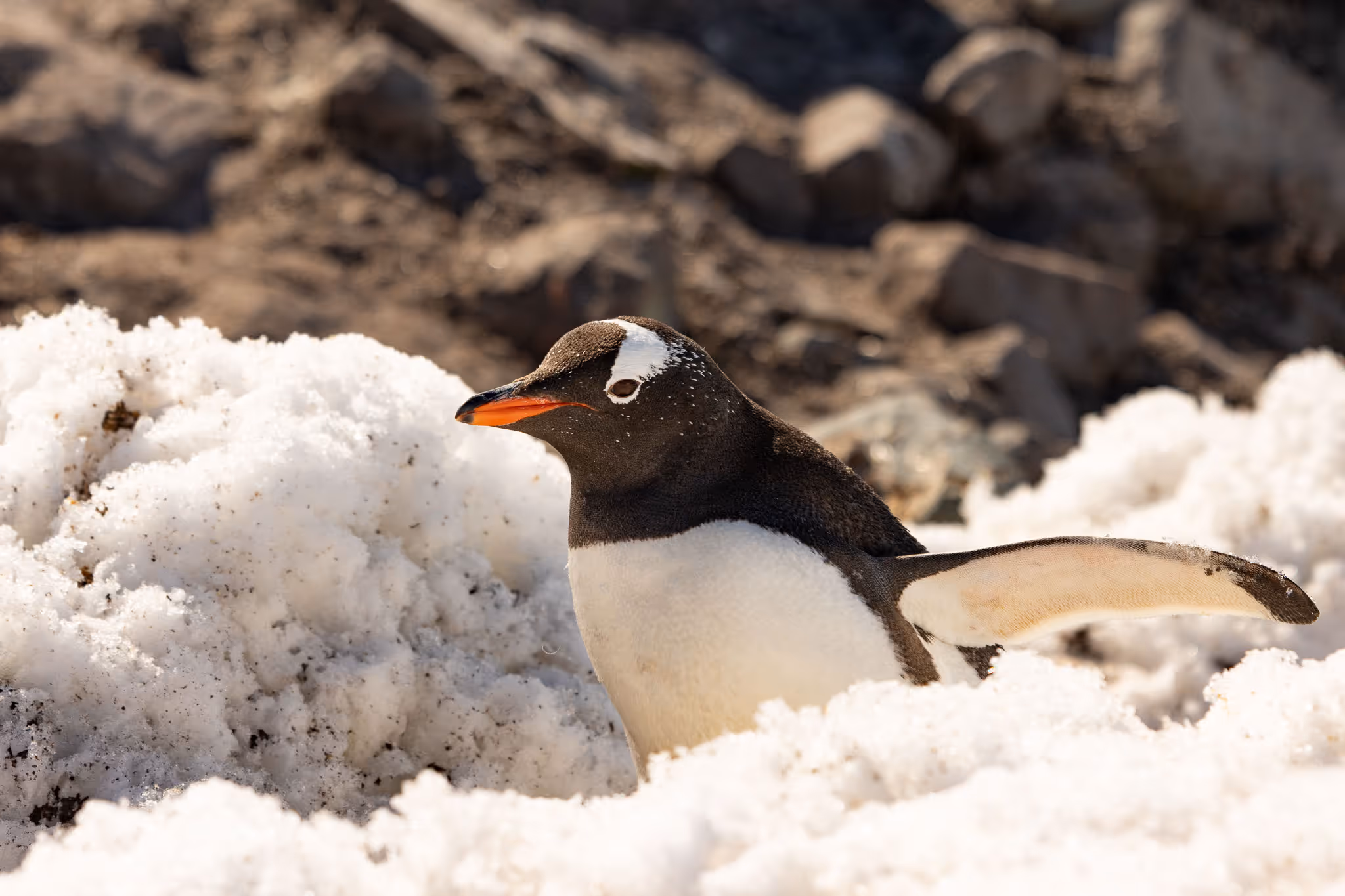 A young Gentoo Penguin emerges from the snow.