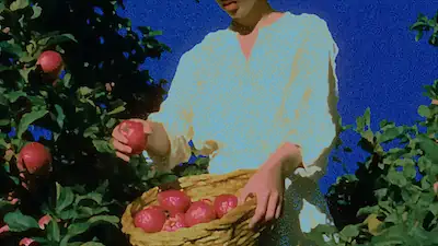 Person harvesting red apples from a tree, holding a basket filled with apples against a bright blue sky.