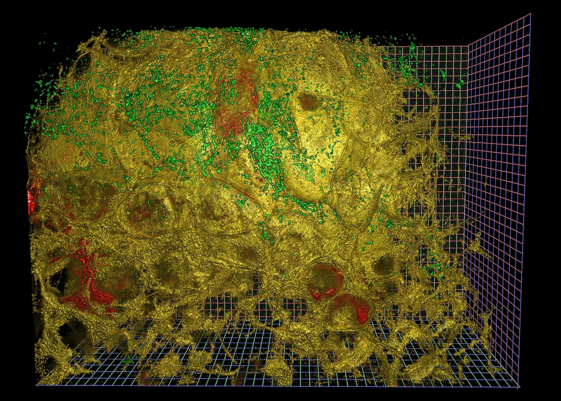 Light Microscopy data rendered with NVidia IndeX