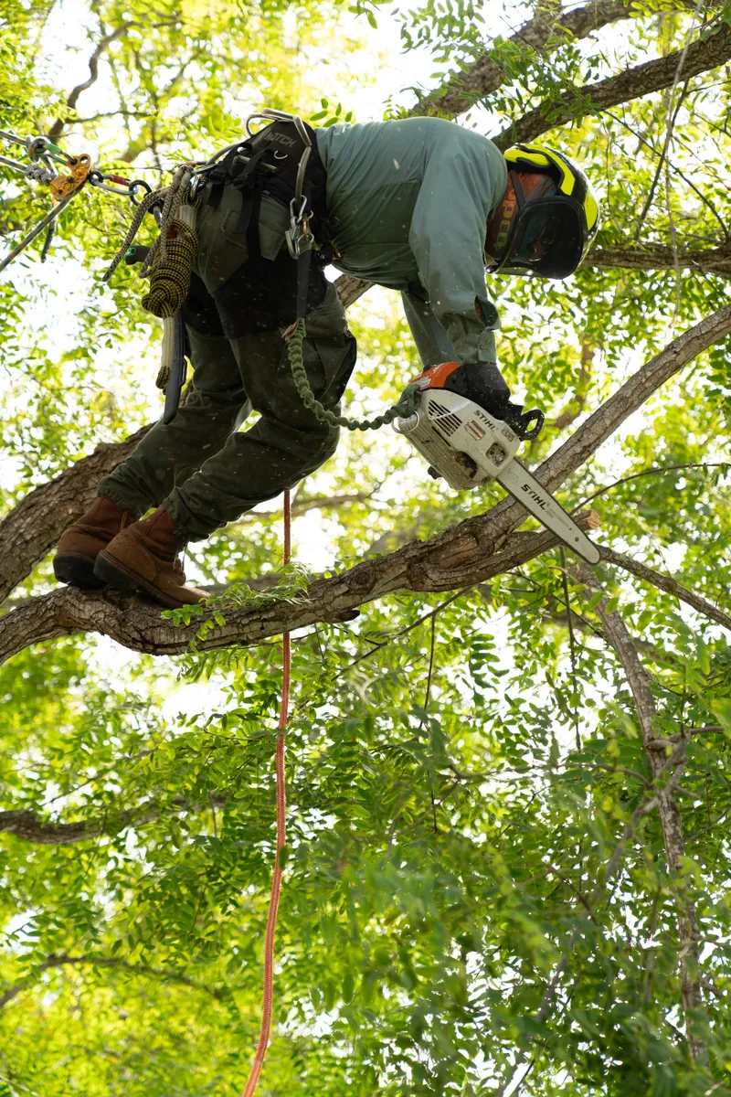 arborist deep root feeding a magnolia tree in santa barbara california
