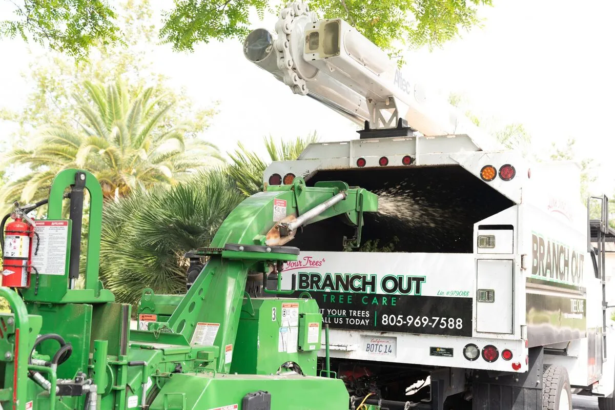 plant health care technician deep root feeding a large oak tree in montecito california