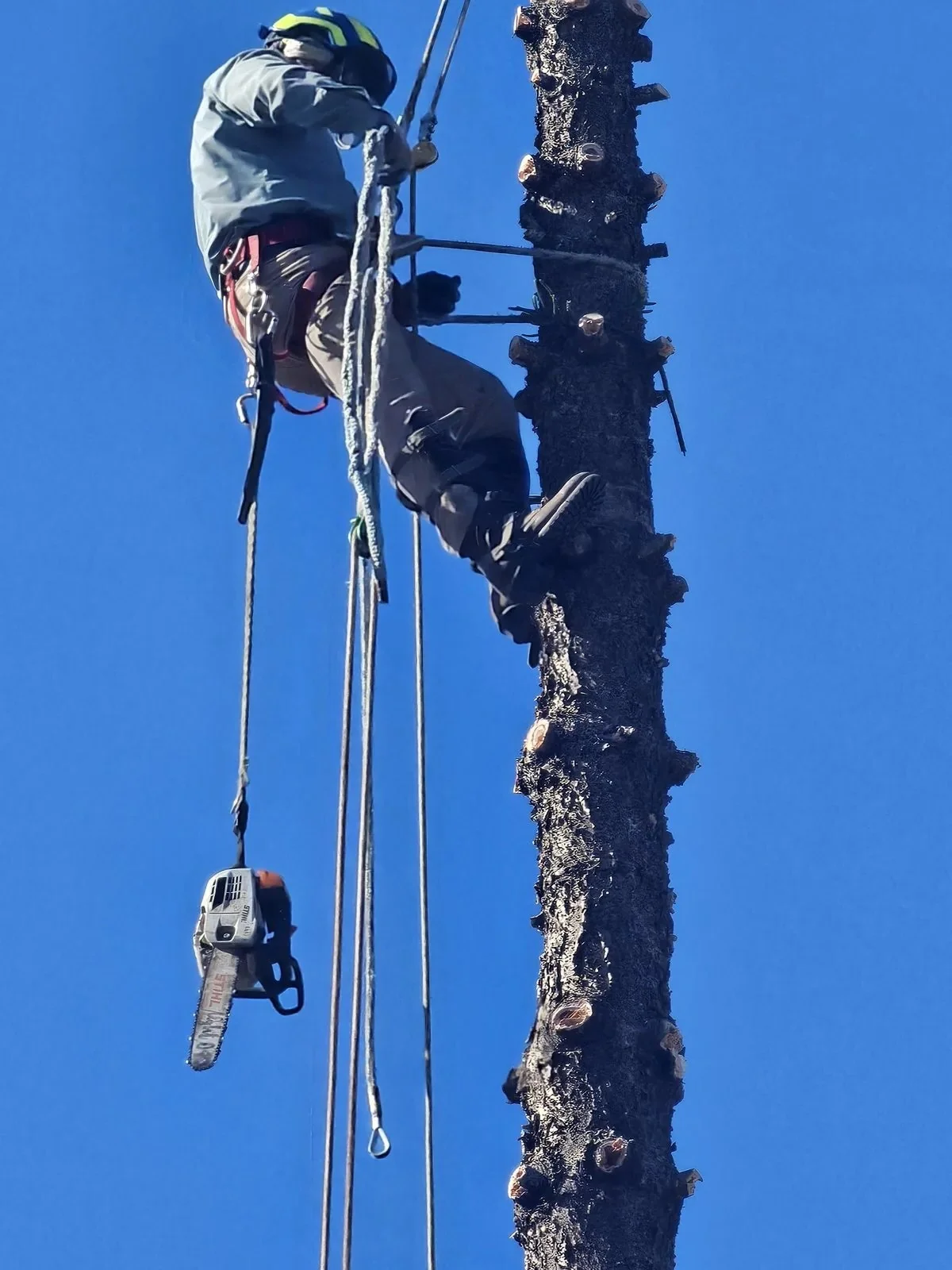arborist deep root feeding a magnolia tree in santa barbara california