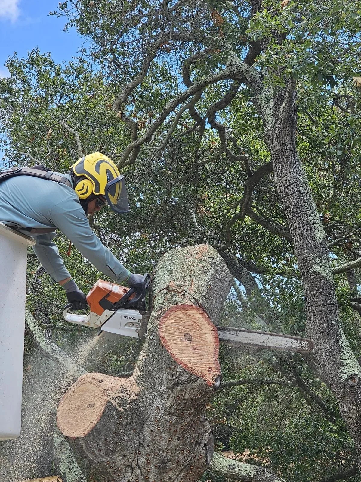 plant health care technician deep root feeding a large oak tree in montecito california