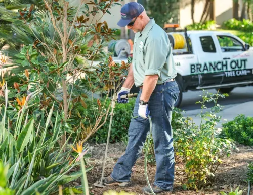 arborist deep root feeding a magnolia tree in santa barbara california