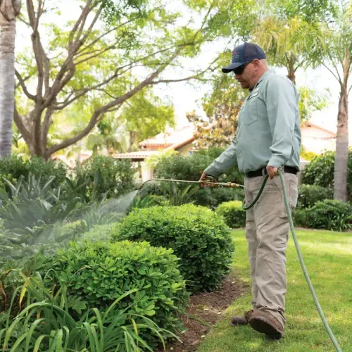 arborist deep root feeding a magnolia tree in santa barbara california