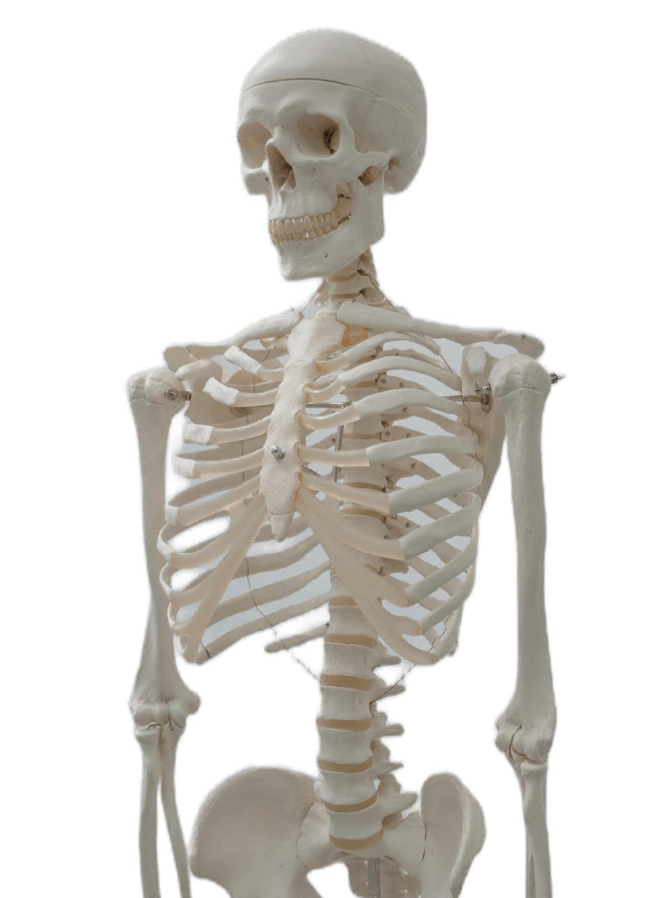 A standing skeleton.