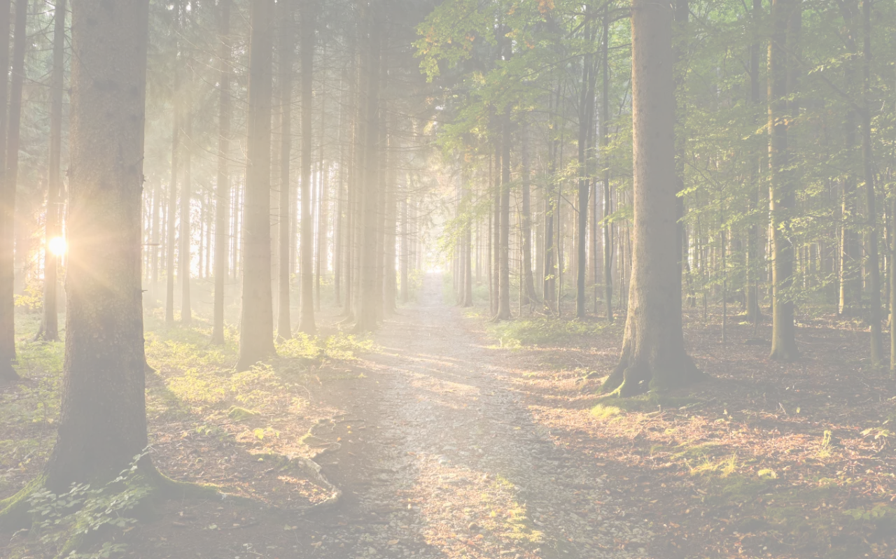 Path in the middle of the forest
