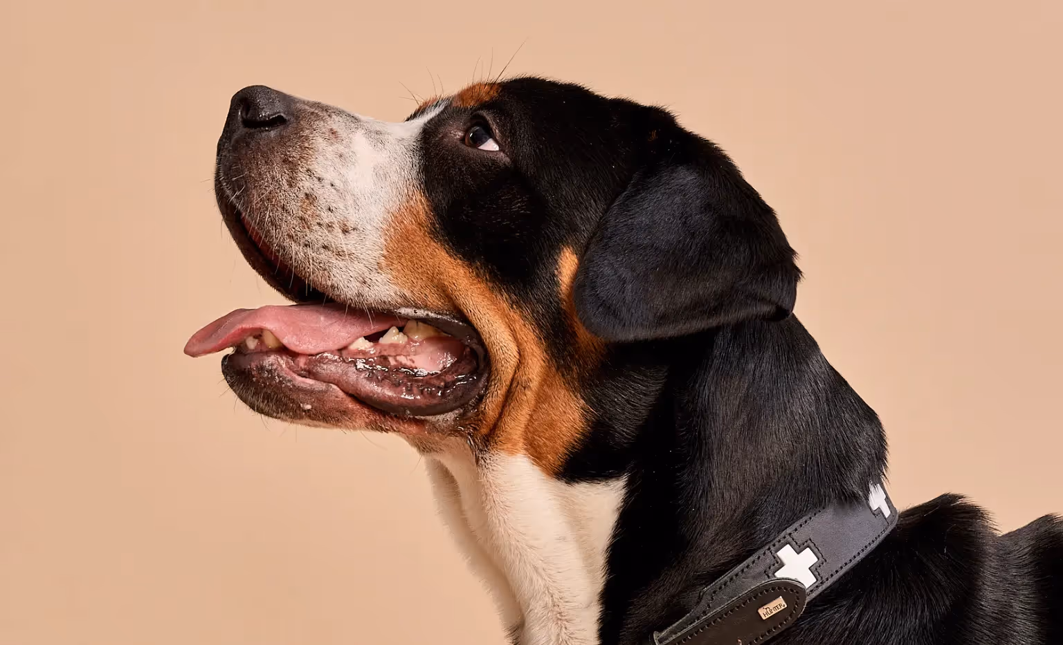 Hund und das Zähneputzen