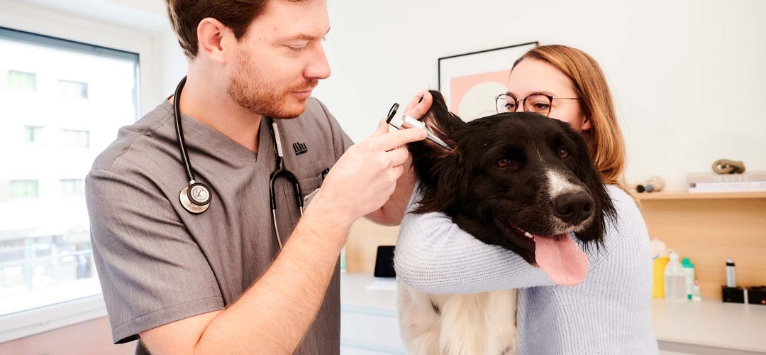 Filu Tierarztpraxis Pempelfort - Allgemein- Und Notfallmedizin Tierarzt in München | filu - Praxen in Schwabing & Ludwigsvorstadt